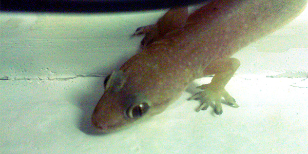 A Gecko In My Room
