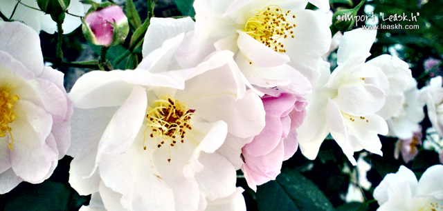 Summer Flowers