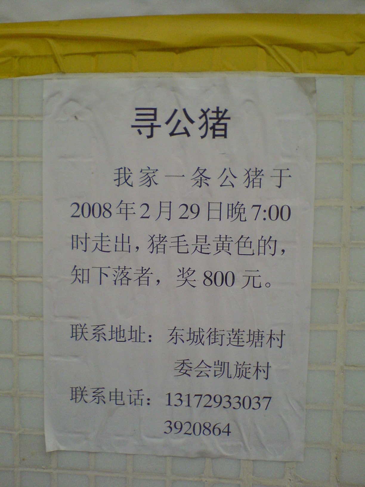 看图说话：寻公猪！嘻嘻！