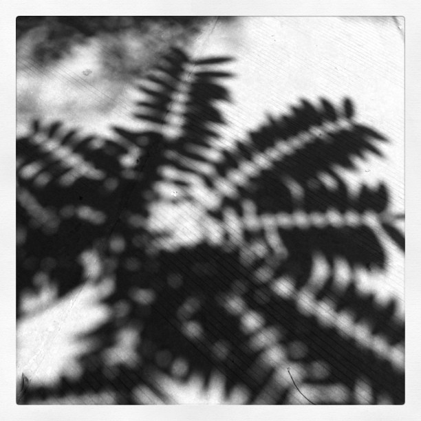 shadow (Taken with instagram )