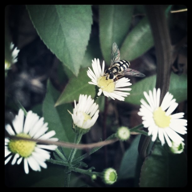 daisy && bee (Taken with instagram )