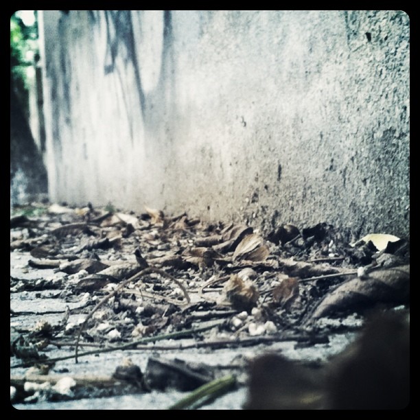 枯。 (Taken with instagram )