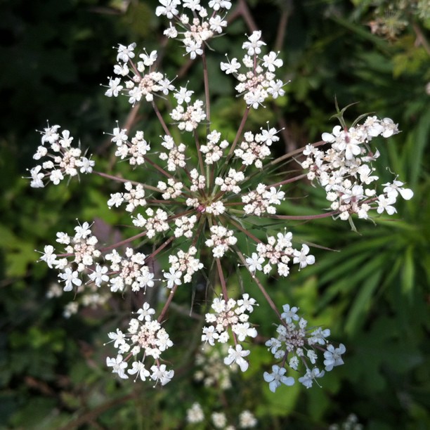 Unknown beautiful flower (Taken with instagram )