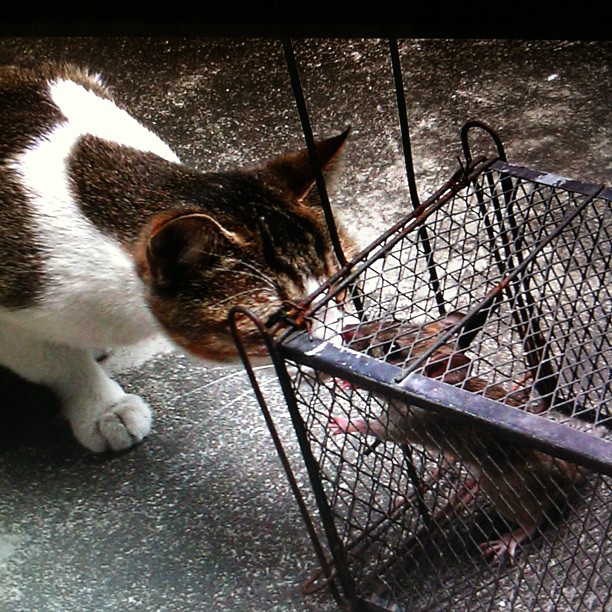 Tom and Jerry (Taken with instagram )