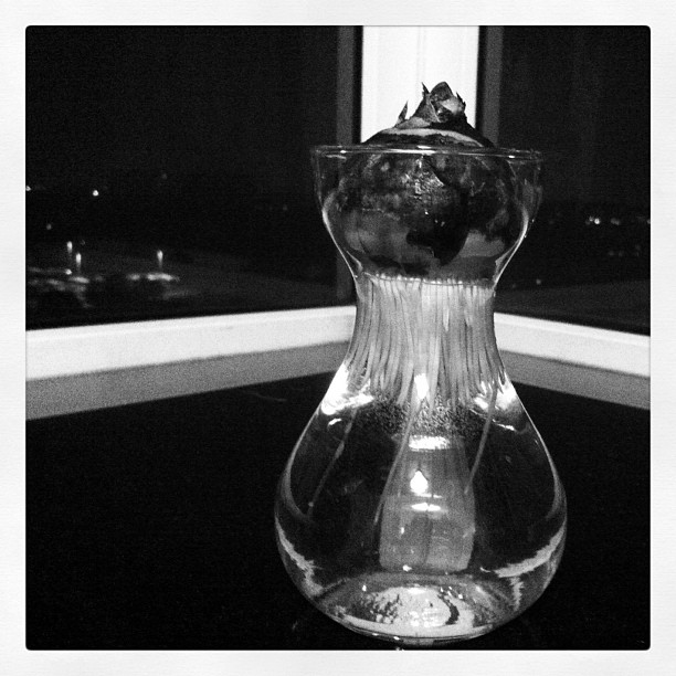 Bought a hyacinth (Taken with instagram )