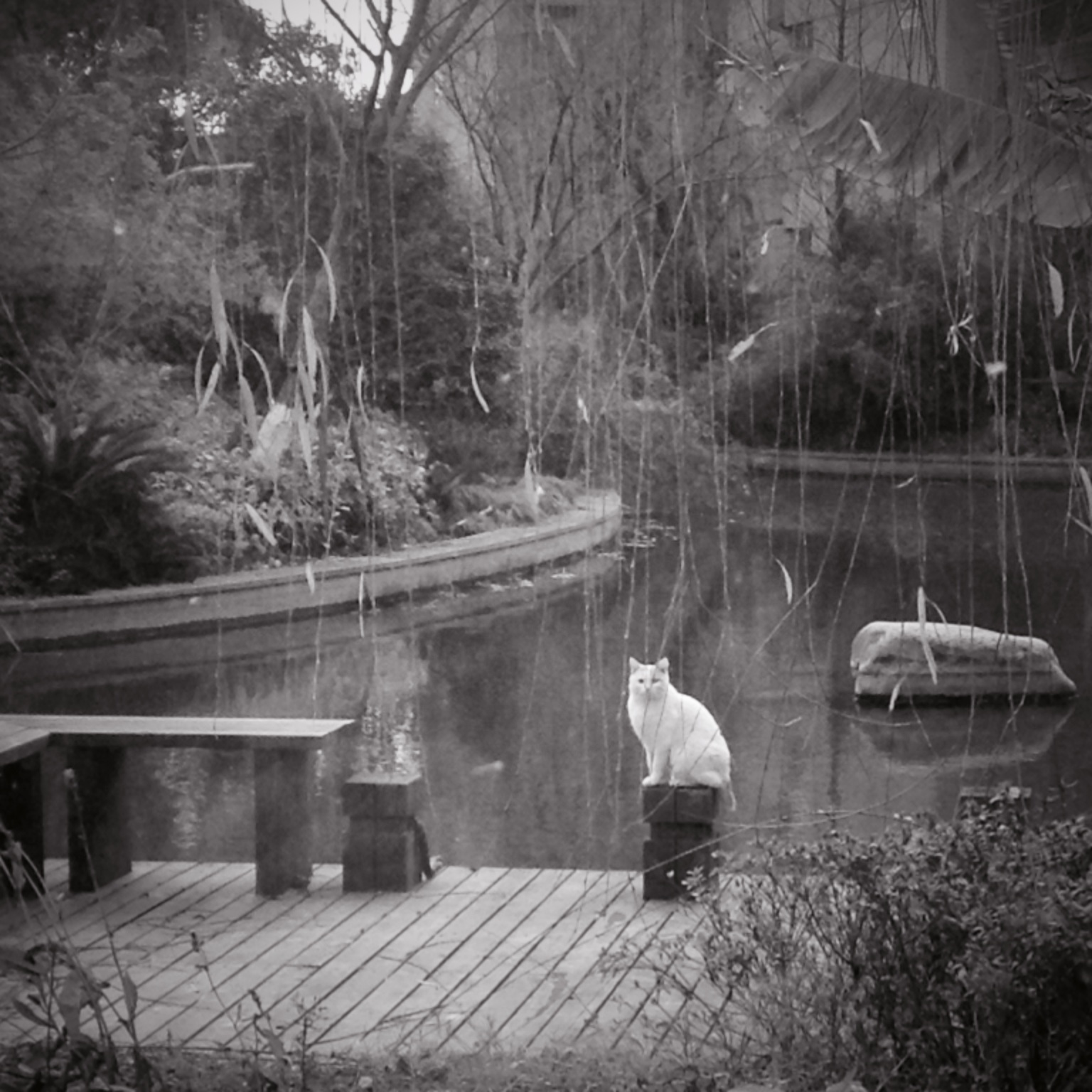 我也来发一只喵，一直伤感的喵。 at 子时正刻 – View on Path .
