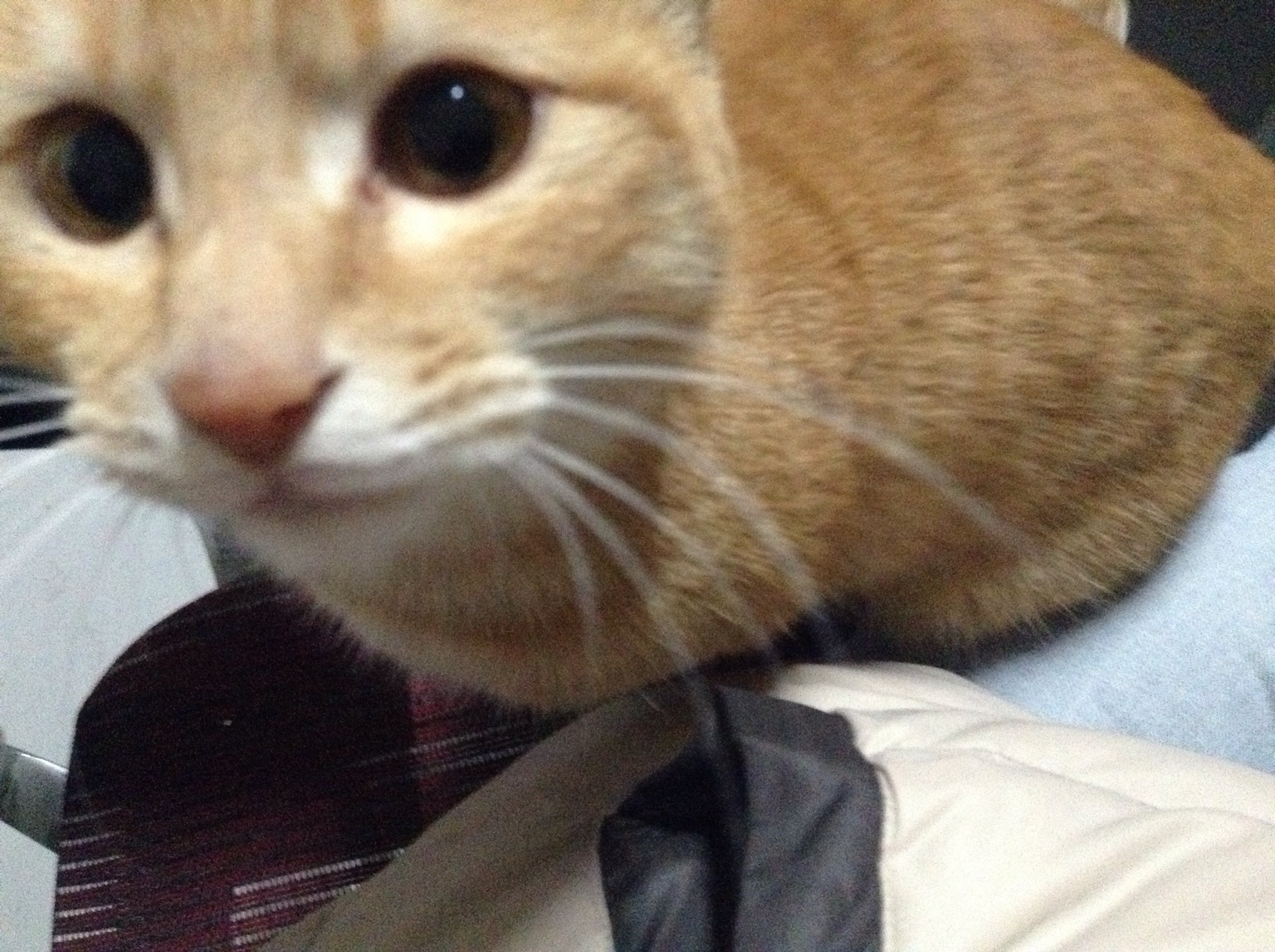 于是，就一起坐好了，你总不能都霸着吧！PS：猫头动太快，没拍清楚。 at 子时正刻 – View on Path .