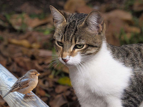 animalstalkinginallcaps :