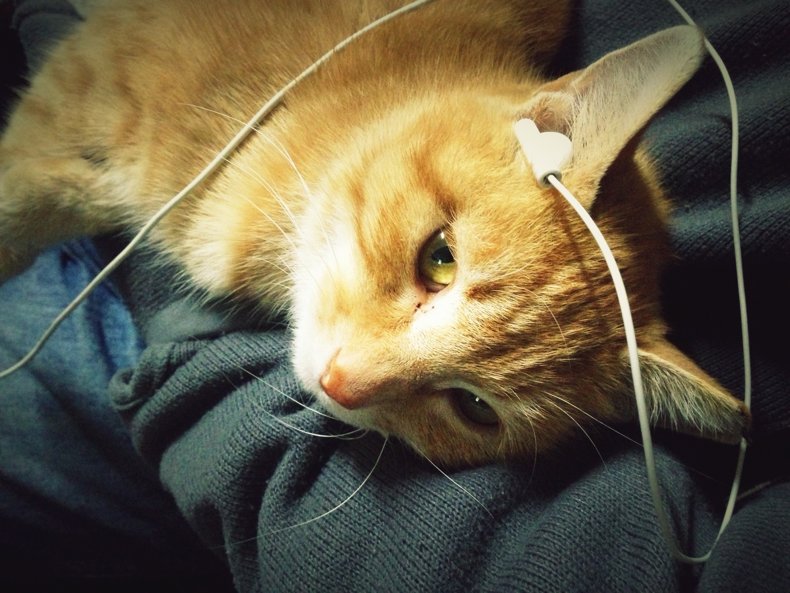 Music cat. with dm. and FangDun at 子时正刻 – View on Path .