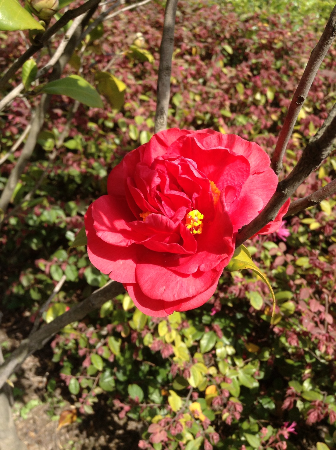 院子里的花，听说是茶树的花。 at 子时正刻 – View on Path .