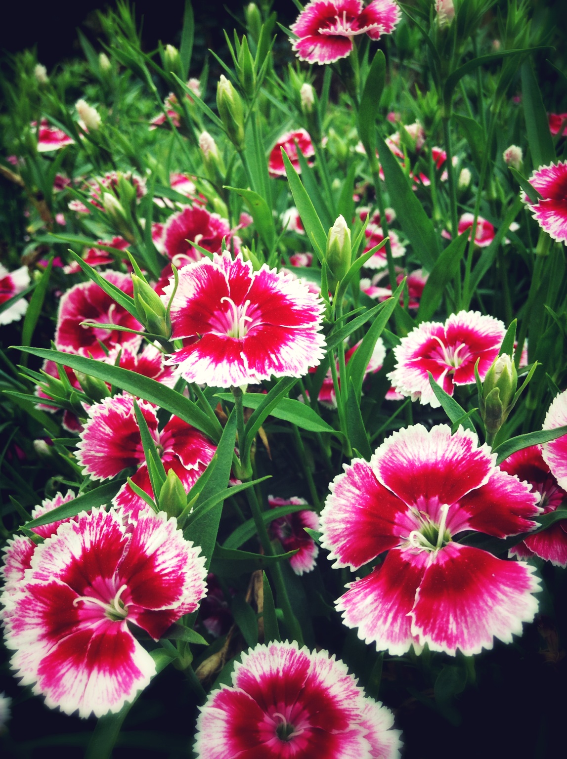 这种花很像铅笔的刨花，很喜欢。 at 子时正刻 – View on Path .