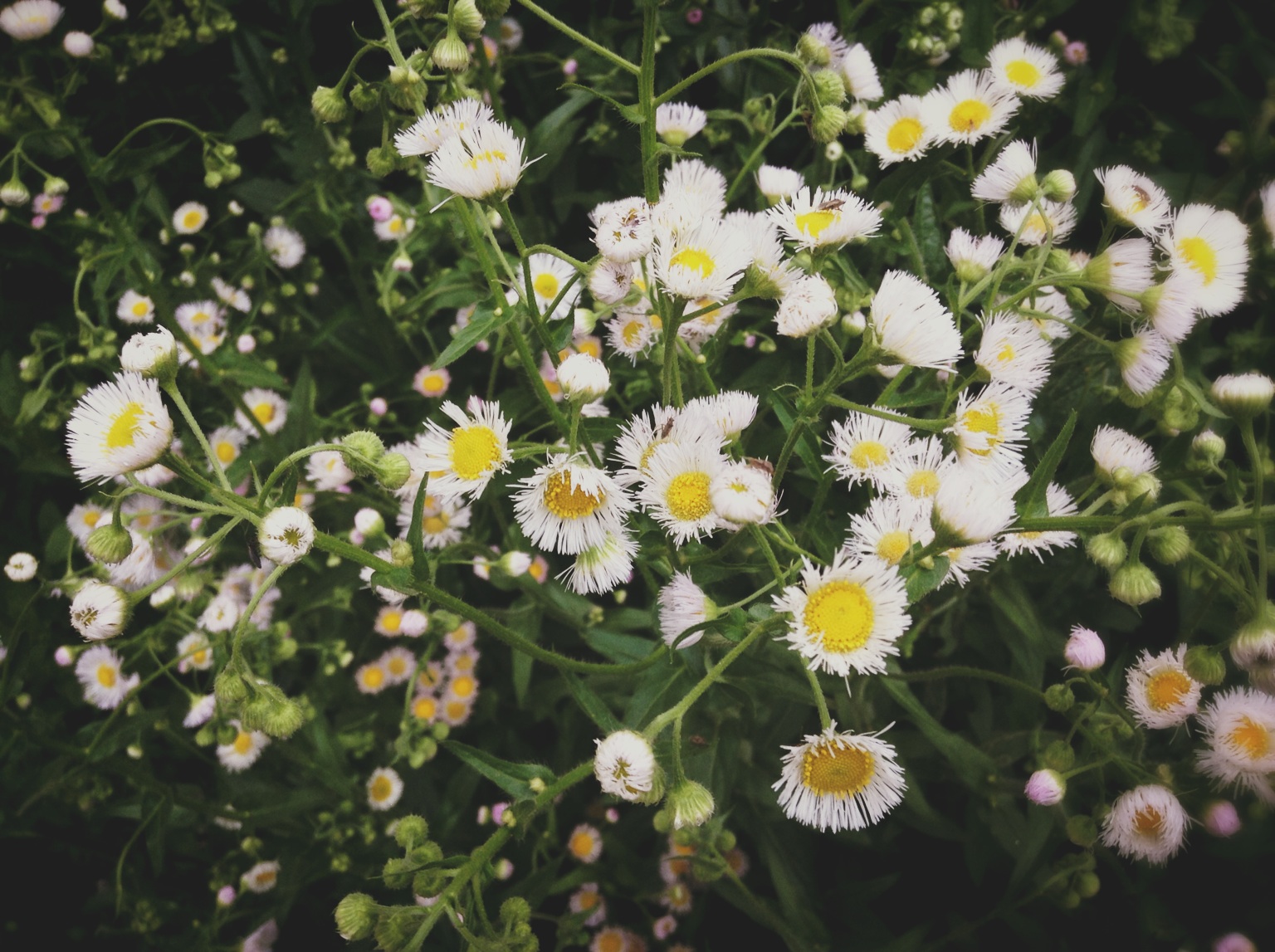 :Daisy. at 子时正刻 – View on Path .
