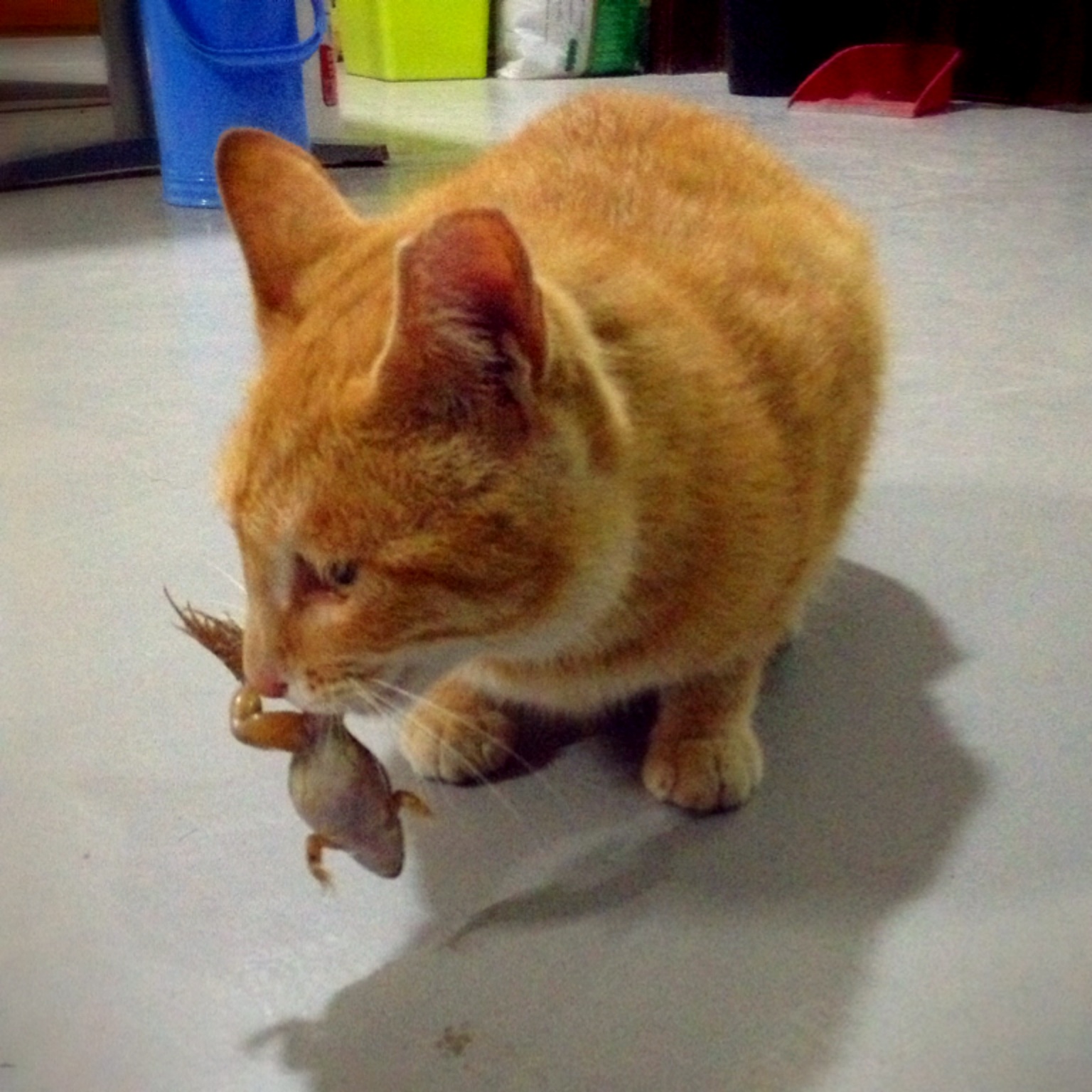 庆祝我们公司233喵学会抓青蛙了！🐱 vs 🐸 with Neo ‘soulhacker’, Forrest, Ju, April, DM., Joe,...