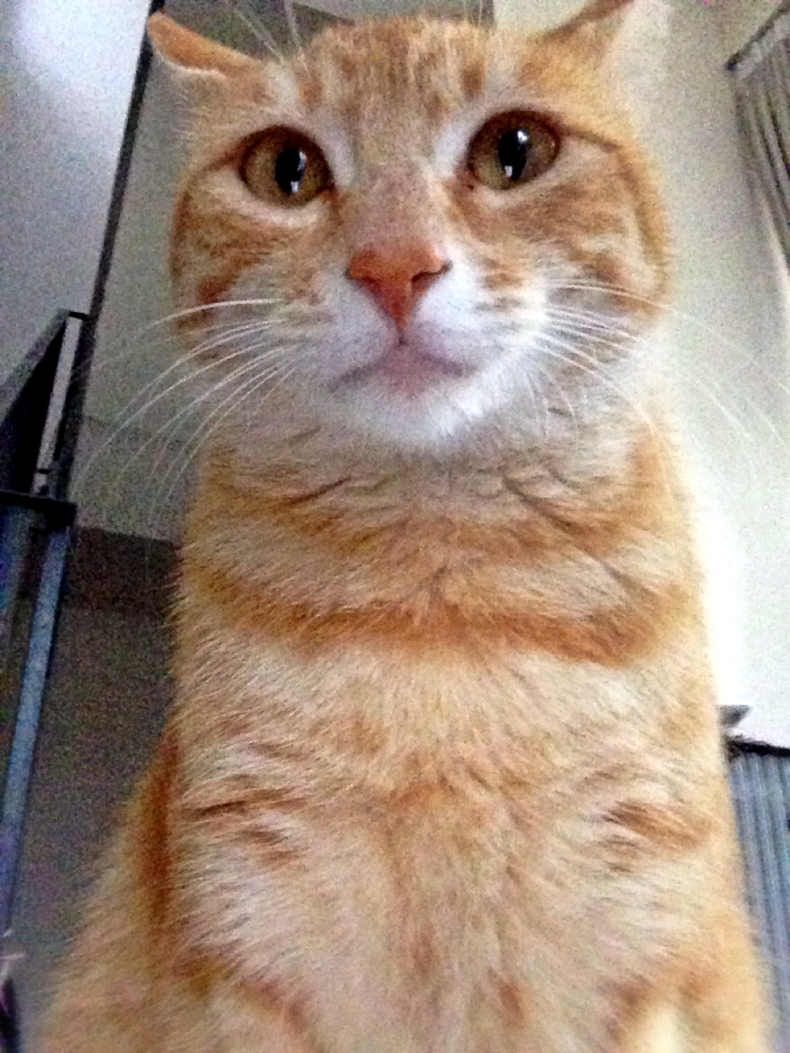 . @233meow 好不容易学会了 iPhone 自拍，帮转一张到 Path 上来吧，炯炯有神喵〜 at 子时正刻 – View on Path .