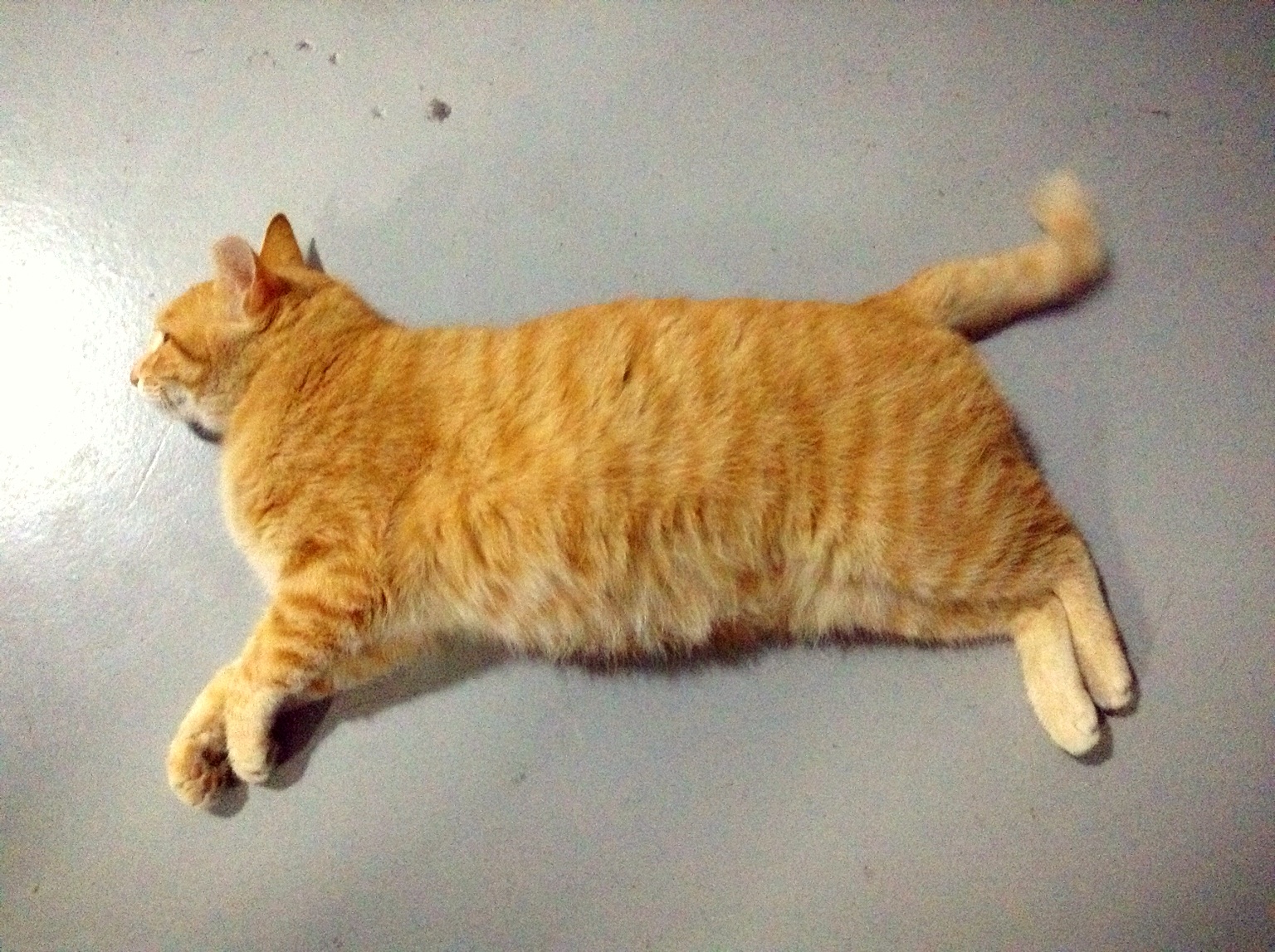 @233meow #你好胖！ with Joe and U0391 at 子时正刻 – View on Path .