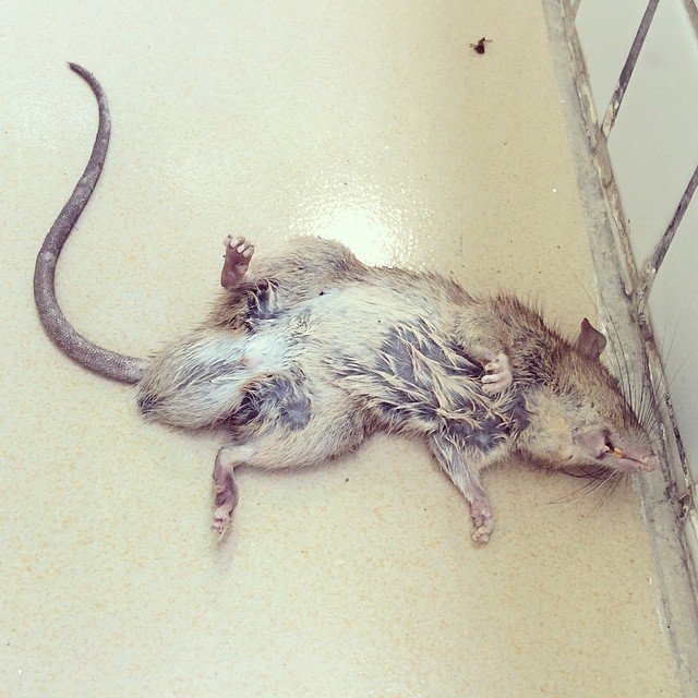 The end of life.