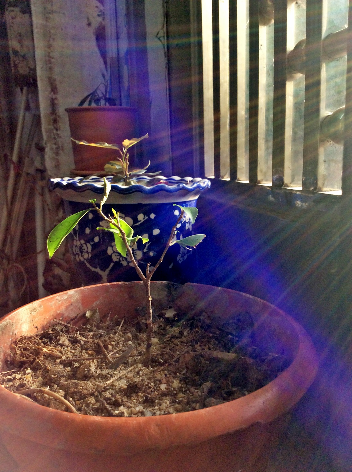 Light, Life. – View on Path .