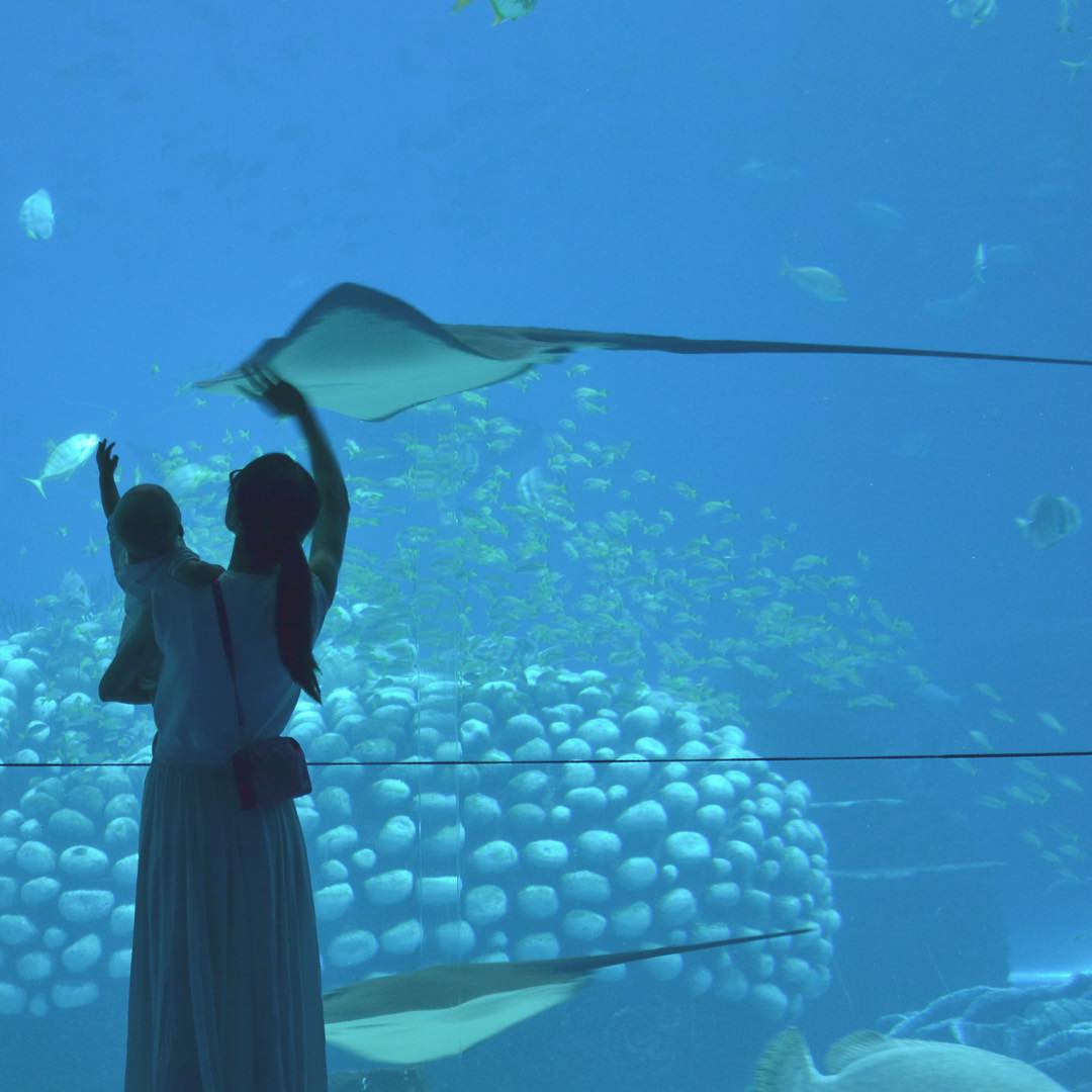 Hey my fish friends! (at 珠海长隆海洋王国 Zhuhai Chimelong Ocean Kingdom)