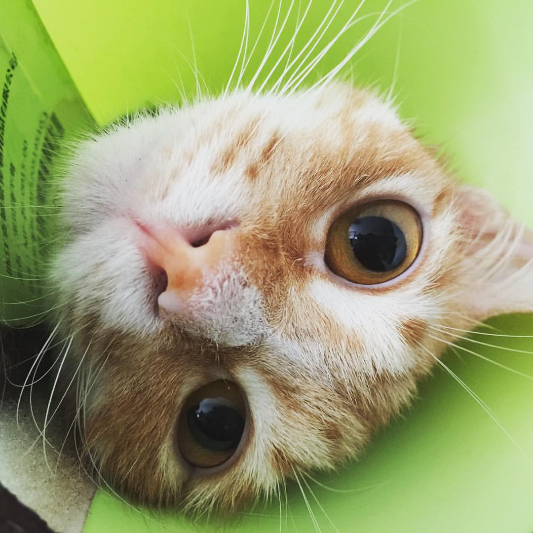 #cat 年糕 (at 前海)