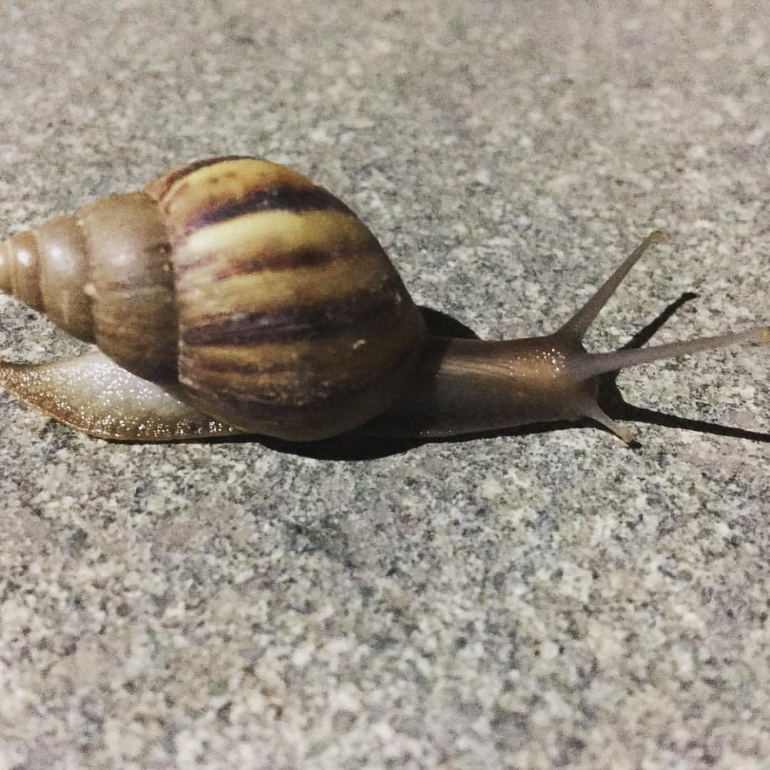 一步一步往前爬 (at 深圳龙岗)