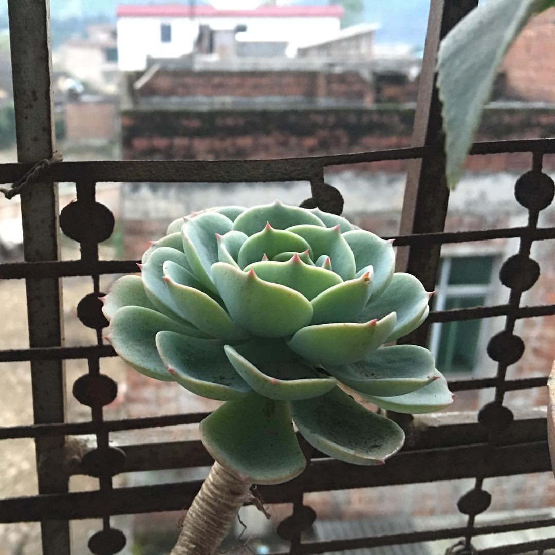 随手拍花1