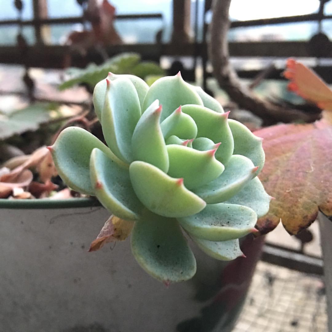 随手拍花2