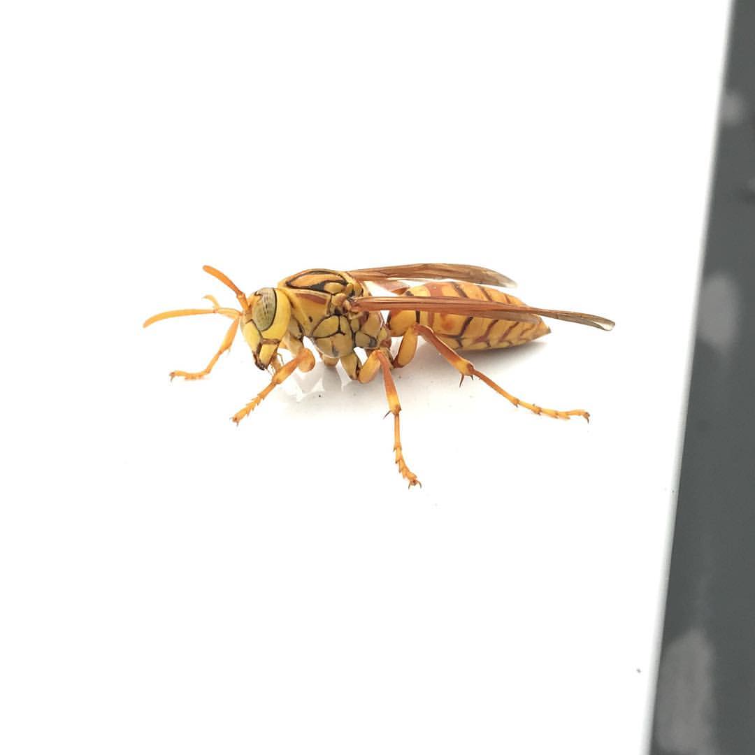 一只蜜蜂🐝停在我的车子上。