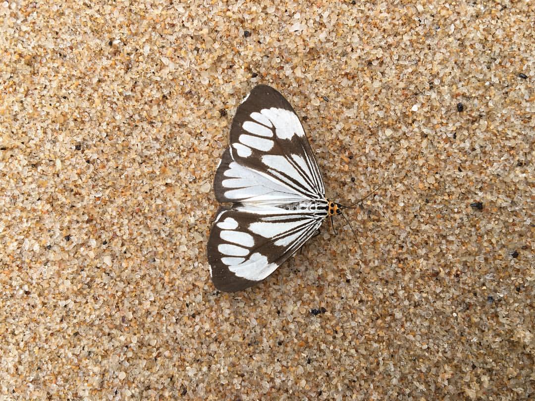 #蝶 (at 長洲東灣泳灘 Cheung Chau Tung Wan Beach)