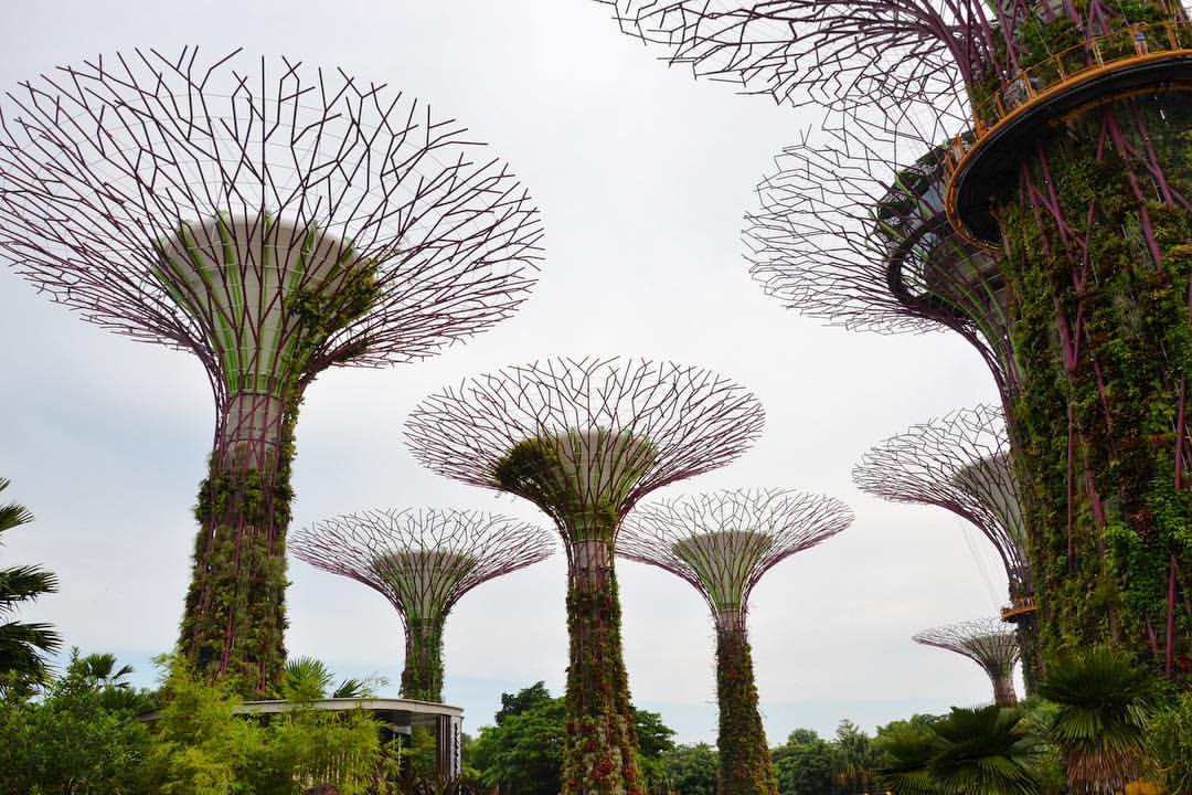 官方介绍说 super tree 其实是太阳能电站。 (at Super Tree)
