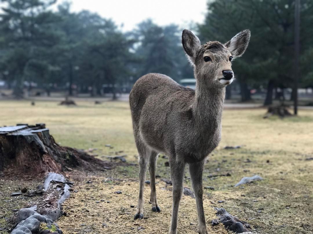 #Deer (at Nara Park)