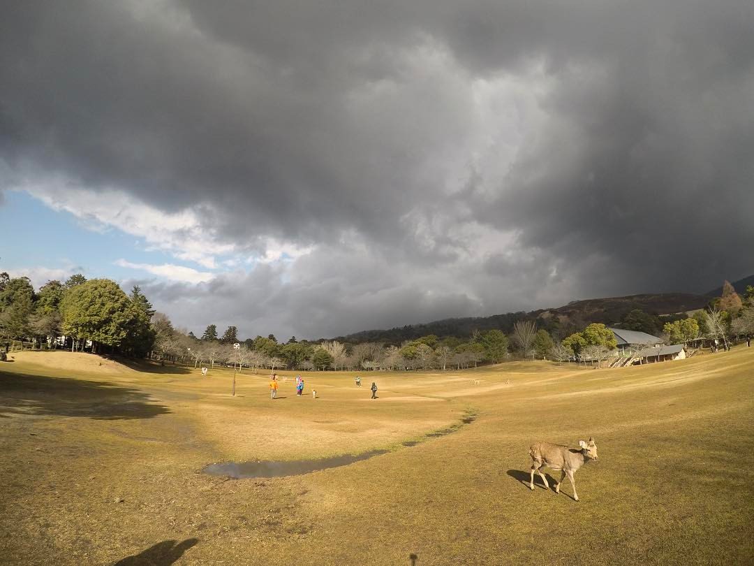 雨前小鹿公园 (at Nara Park)