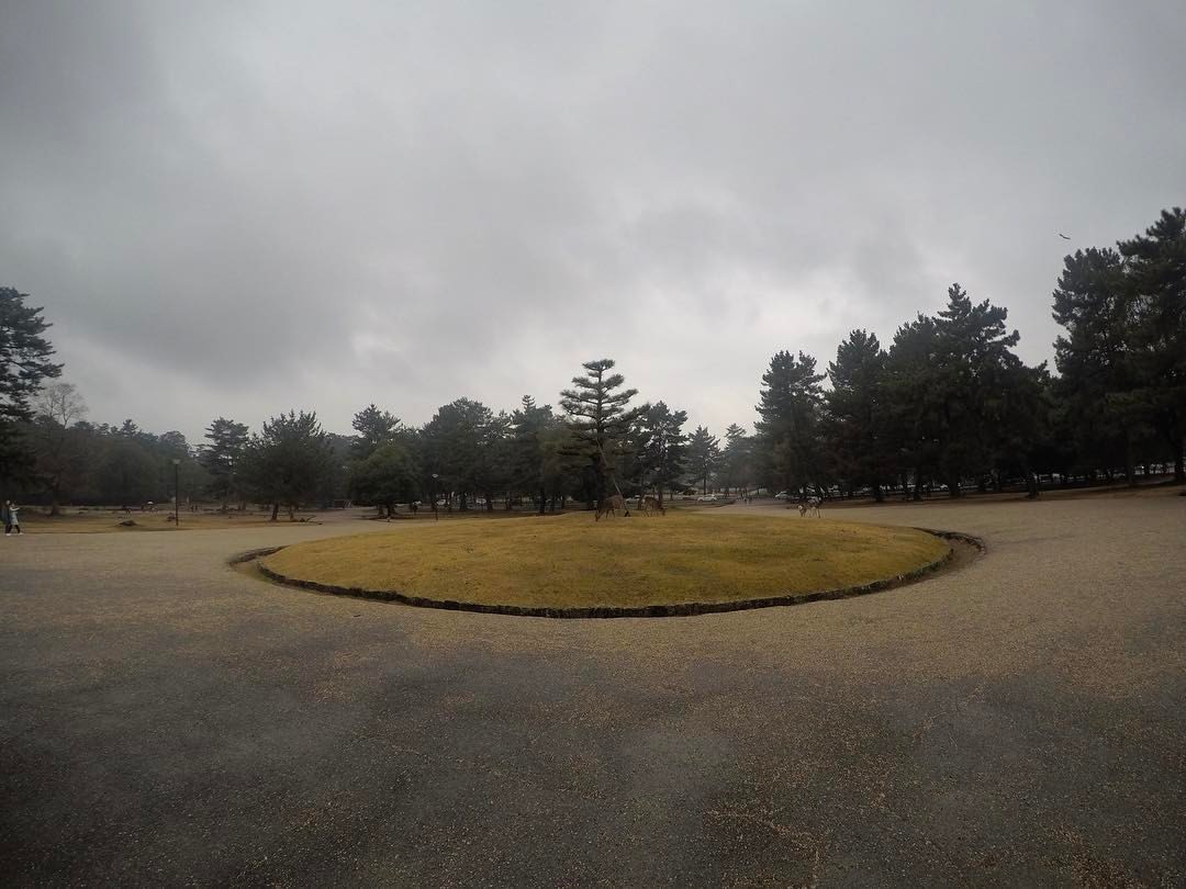 小鹿公园 (at Nara Park)