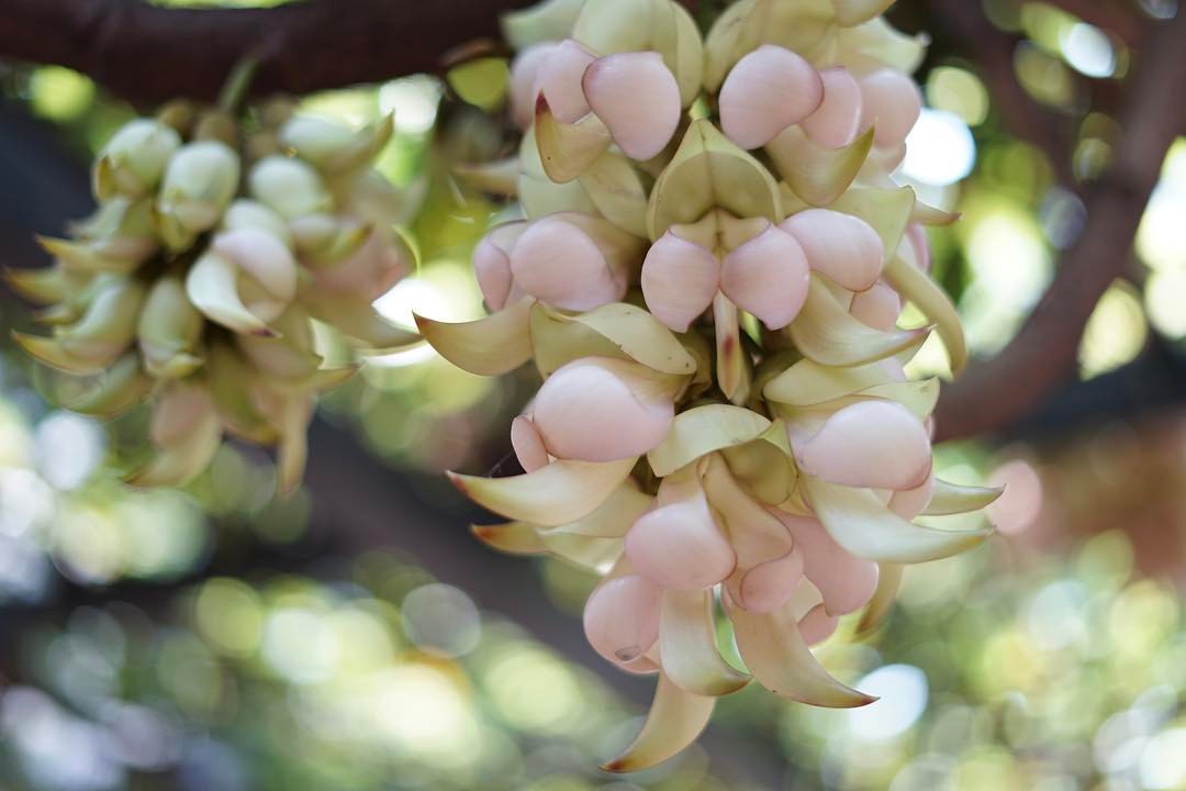Sparrow Flowers