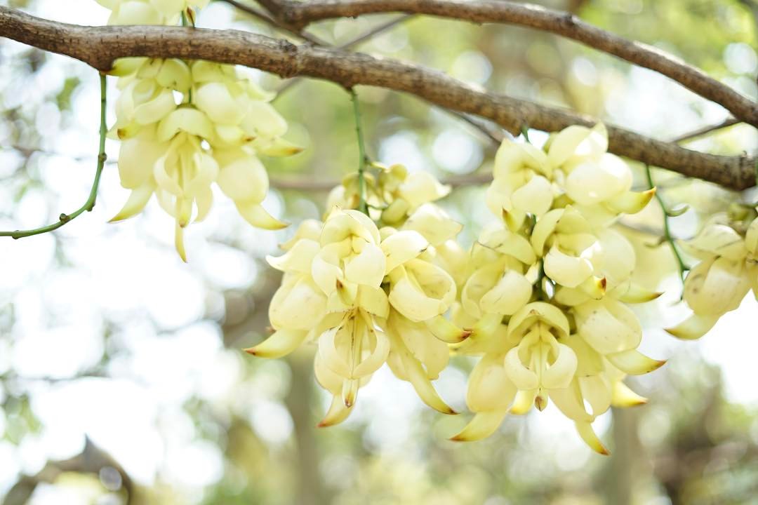 Sparrow Flowers 2