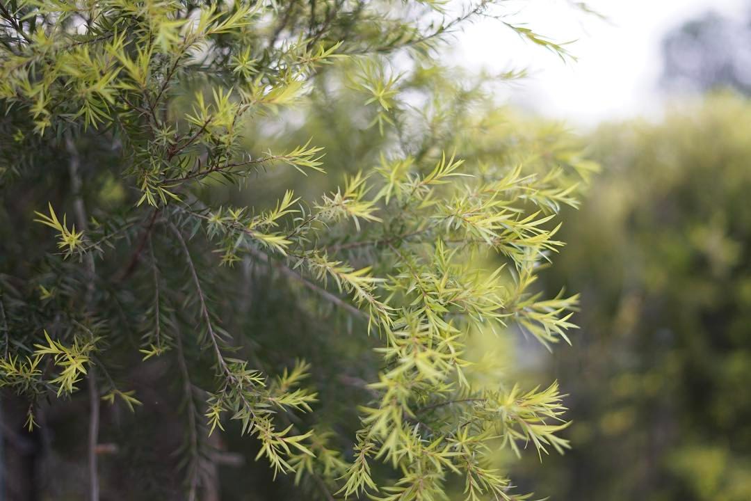 🍃