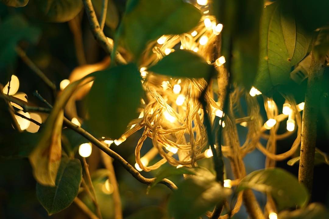 🏮🍃