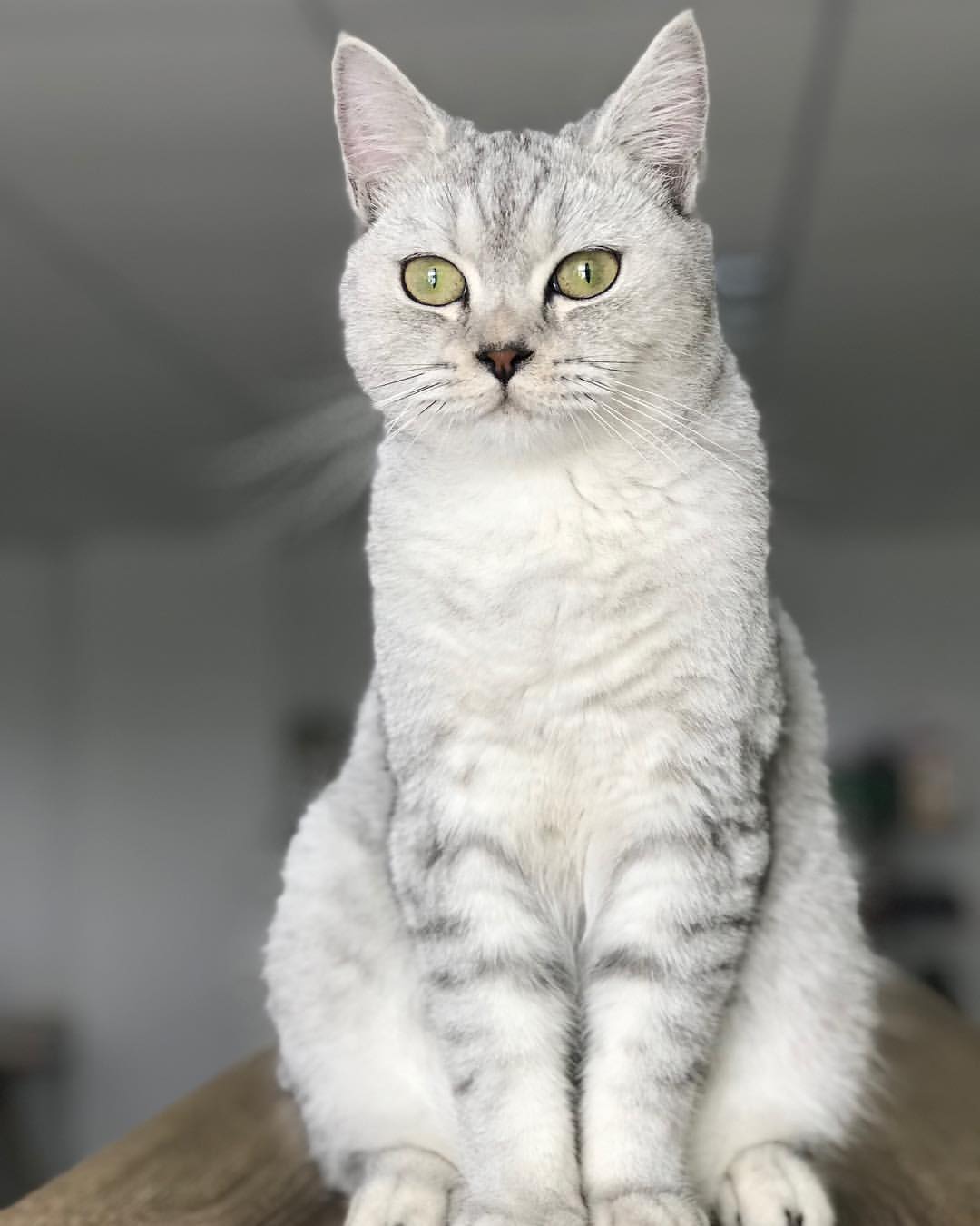试了那么多通过AI原理抠图做景深的手机，没有一台能把猫须处理对的。